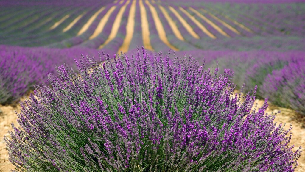 lavenders, flowers, field, farm, lavender farm, purple flowers, flower background, lavender field, french lavender, purple, nature, provence, plants, agriculture, countryside, beautiful flowers, flower wallpaper, france, herbs, landscape, rural, outdoors, flora, bushes, rows