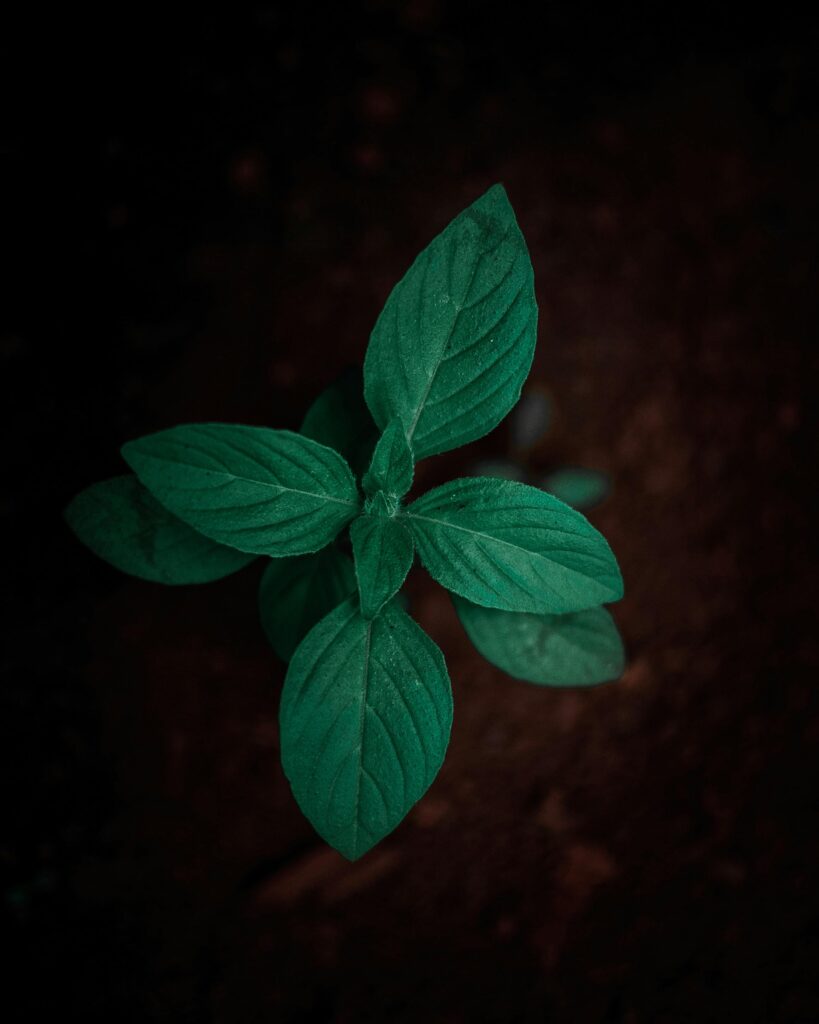 Captivating close-up of a fresh basil plant with deep green leaves on dark soil background.