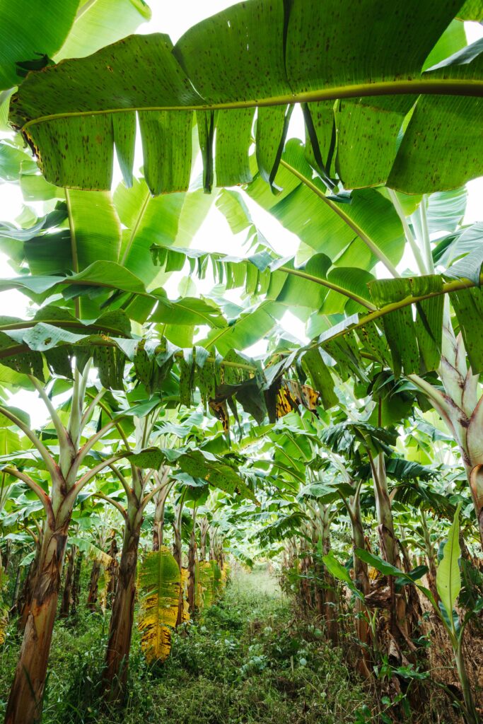 A vibrant banana plantation with lush foliage and dense growth in a tropical setting.